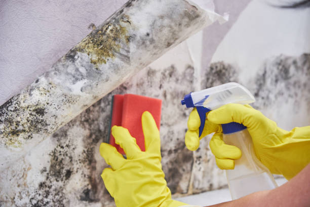 Why You Should Choose Our Mold Remediation Services in San Martin, CA